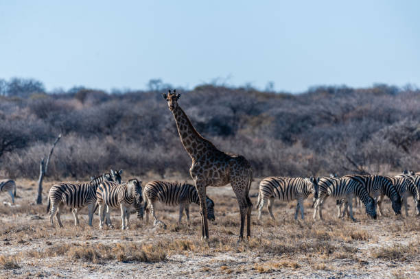 istock One Angolan Giraffe with a herd of Zebras in the background. 1368650460
