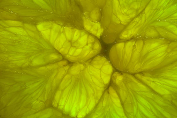Closeup of citrus fruit. Citrus background, wallpaper