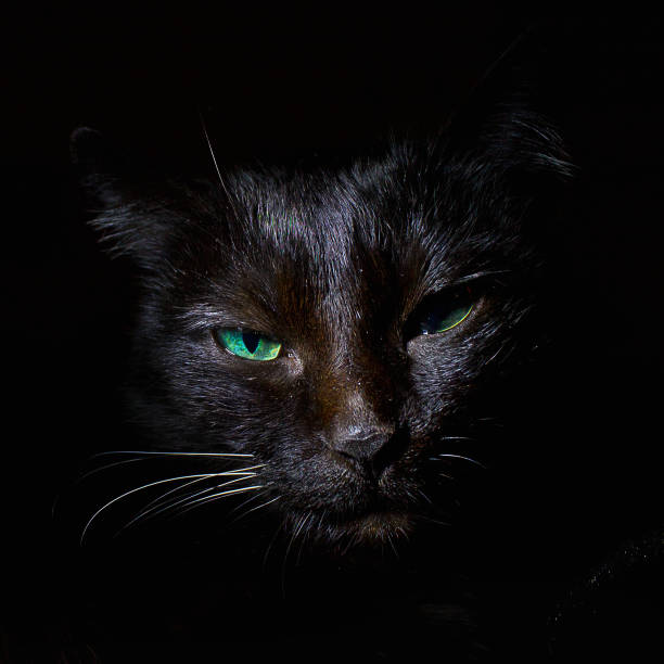 istock portrait of a black cat 1368651654