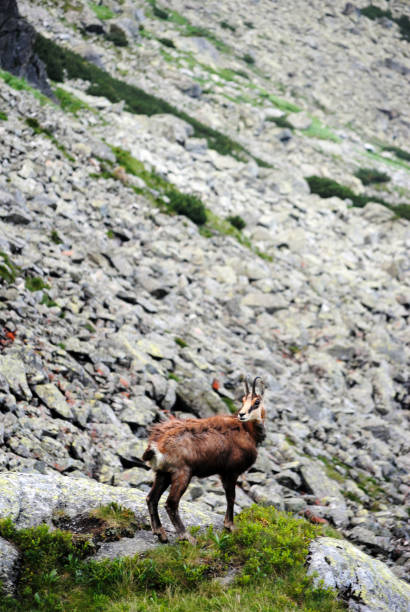 istock Mountain landscape with a chamois, Tatra Mountains, Poland 1368652926