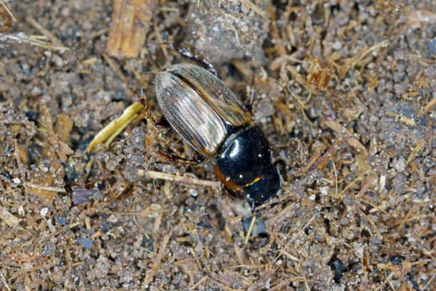 istock Night-flying dung beetle, Aphodius on dung. 1368658784