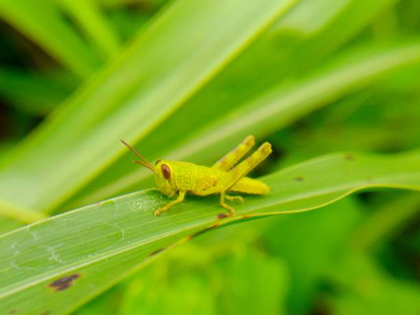 inseto - grasshopper - fotografias e filmes do acervo