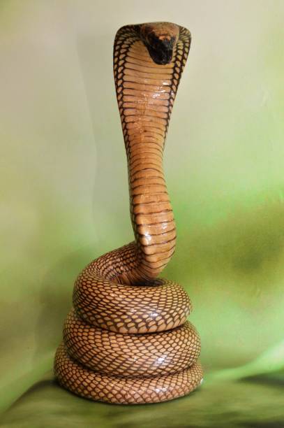 King Cobra exotic snake king cobra in the rack ophiophagus hannah stock pictures, royalty-free photos & images