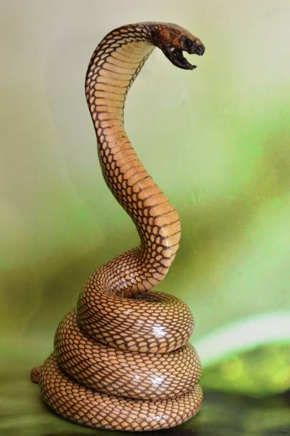 King Cobra exotic snake king cobra close-up snake hood stock pictures, royalty-free photos & images