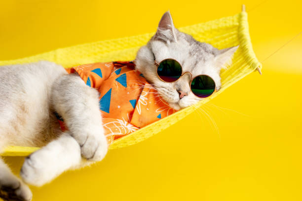 Funny white cat in sunglasses lies on a fabric hammock on a yellow background Funny white cat in sunglasses and an orange shirt, lies on a yellow hammock, on a yellow background. Copy space. Close up luxury eyewear stock pictures, royalty-free photos & images