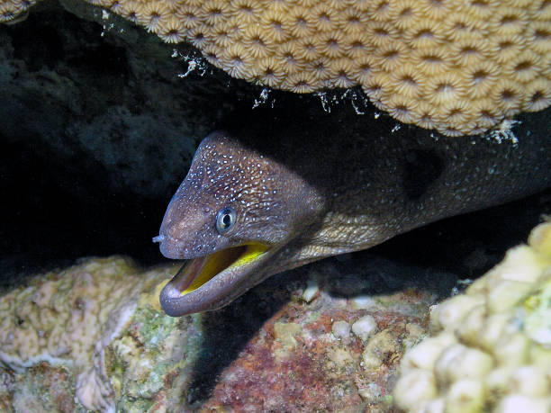 istock Yellowmouth Moray (Gymnothorax nudivomer) in the Red Sea, Egypt 1368661896