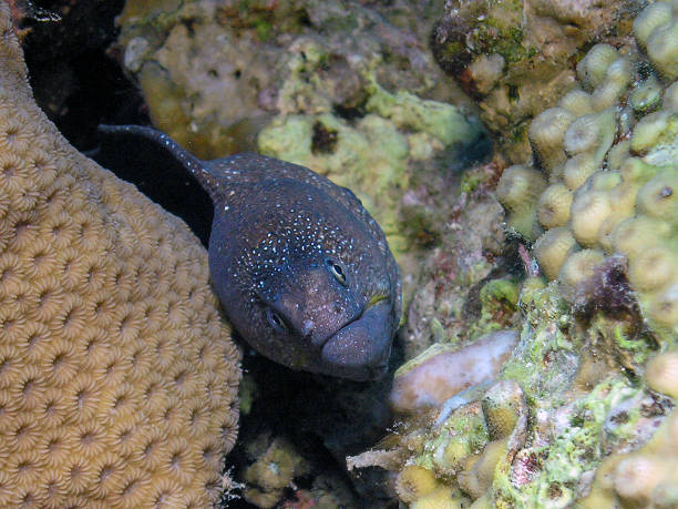istock Yellowmouth Moray (Gymnothorax nudivomer) in the Red Sea, Egypt 1368661900