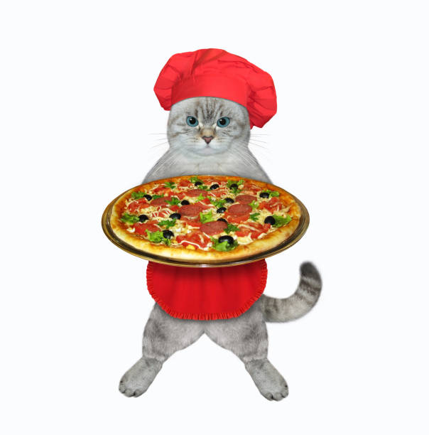 istock Cat ashen baker holds tray with pizza 1368662007