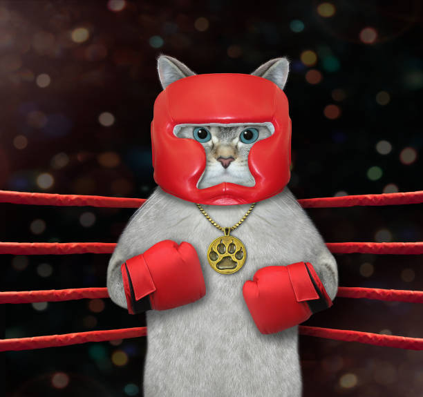 gato ashen em uniforme de boxe vermelho 2 - ashen - fotografias e filmes do acervo