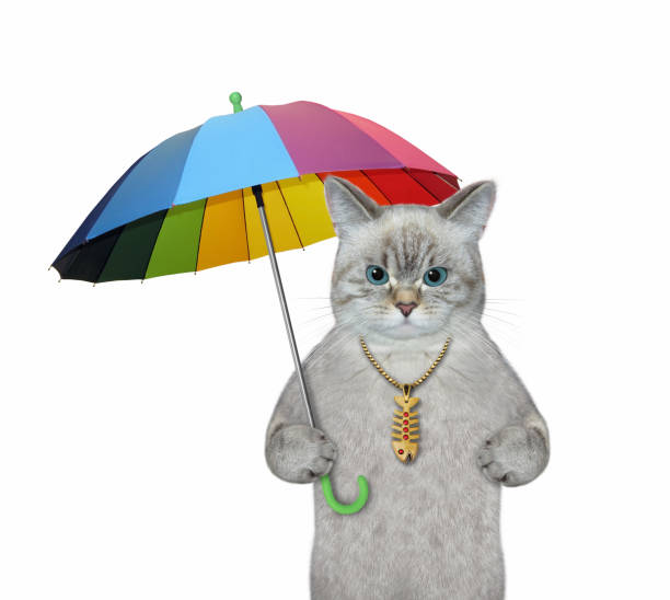 istock Cat ashen under colorful umbrella 2 1368662009