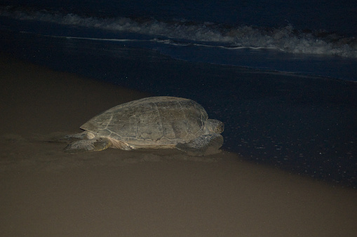 Turtle walking to the sea after leaving its eggs on the beach, in a hole. Night picture, Tortuguero, Costa Rica. Central America