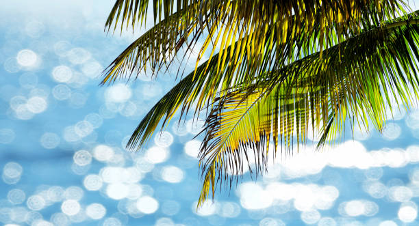 Palm tree and shiny sea in Florida