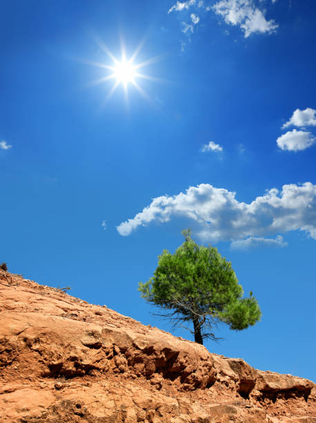 Single pine tree on barren landscape