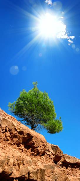 istock Single green pine tree on rock dry landscape over blue sky with shining sun 1368664064