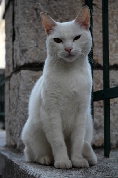 istock White cat sat on the Great Wall of Dubrovnik 1368664240