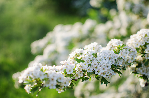 Wild hawthorn bush blooms with abundant white flowers in spring and gives small red fruits for tea or medicinal properties.