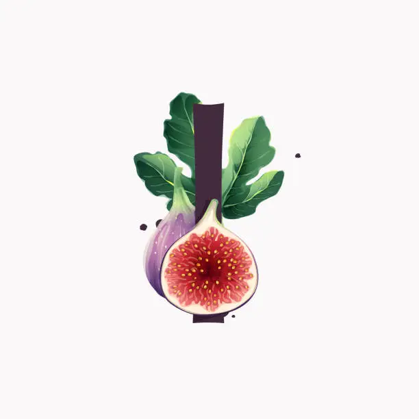 Vector illustration of Letter I logo with fresh ripe purple fig fruit and slices with leaf.