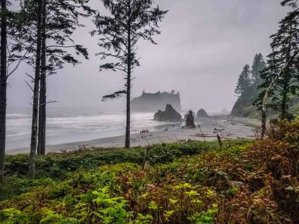 istock Rugged Coastline of Ruby Beach  near Forks, Washington 1368667274
