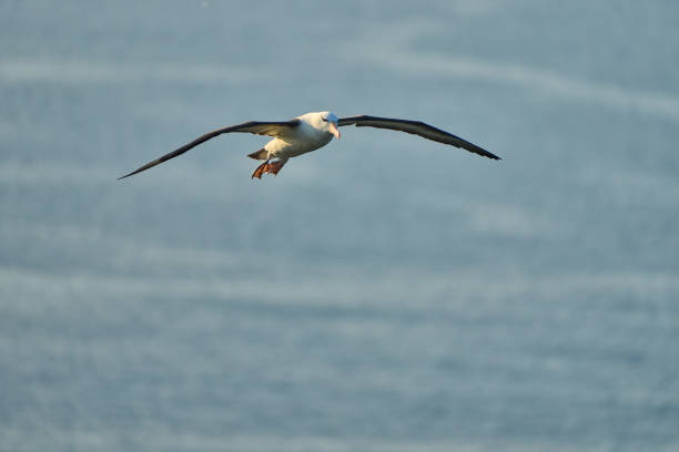A wandering Black Browed Albatross above the cliffs of Bempton, Yorkshire