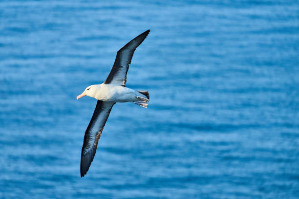 istock Flying Black-Browed Albatross, Yorkshire, England 1368667466