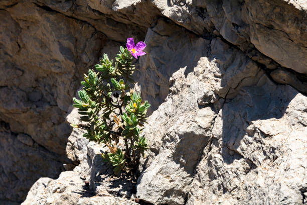 White rockrose, Cistus albidus, with bloomed in pink and growing on the rock, Mallorca, Span
