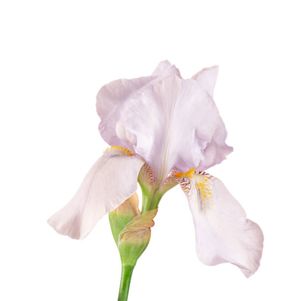 istock Blue or pink fleur-de-lis, Iris flower, isolated on white background. 1368671447
