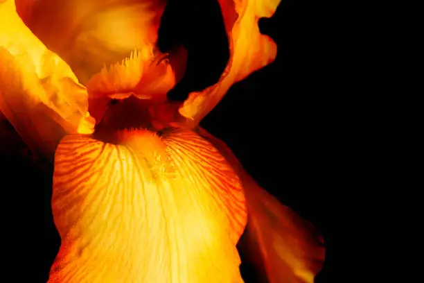 Photo of Beautiful yellow fleur-de-lis, Iris flower, isolated on black background.