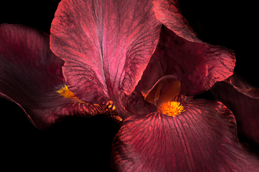 Beautiful purple or violet fleur-de-lis, Iris flower, isolated on black background.