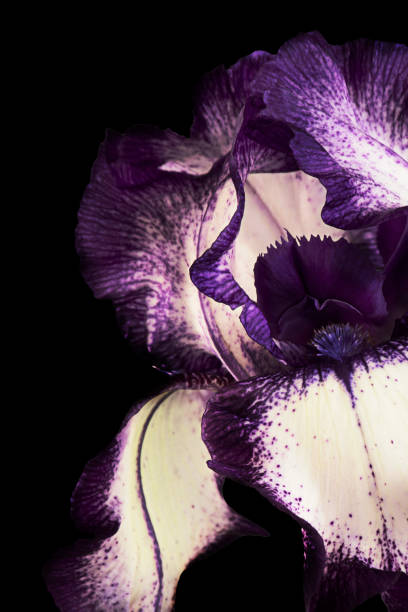 istock Blue or purple fleur-de-lis, Iris flower, isolated on black background. 1368671461