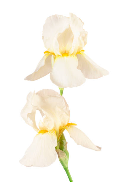 istock Beautiful white fleur-de-lis, Iris flower, isolated, white background. 1368671462