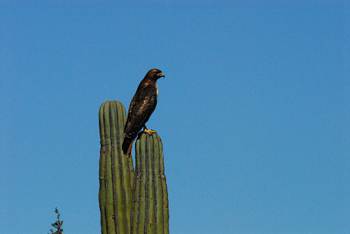 BIRDS- Mexico-  Close Up of a Red-tailed Hawk Perched on a Saguaro Cactus