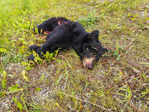 Black bear roadkill