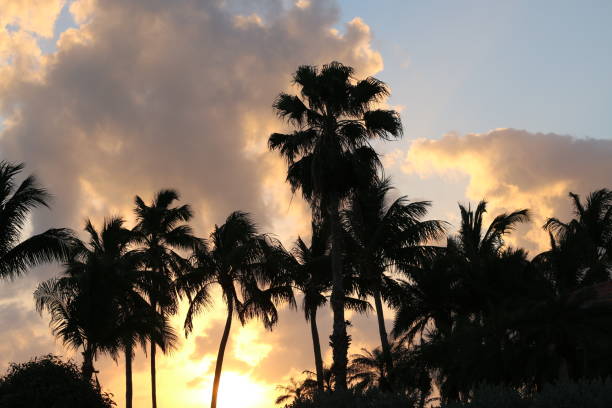 istock The Silhouette of Palms 1368674192