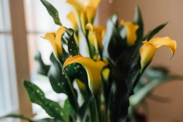 Photo of Yellow Calla Lily indoors with water droplets
