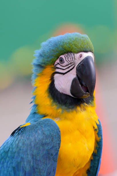 istock Portrait of a colorful macaw parrot 1368674776