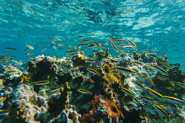 Underwater view with school fish in ocean. Sea life in transparent water stock photo