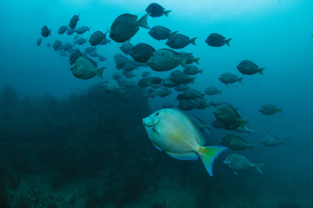 Underwater view with school fish of blue tang in ocean. Sea life in transparent water stock photo