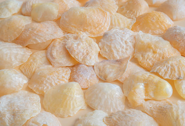 istock Close-Up of Shiny Jingle Shells 1368676332