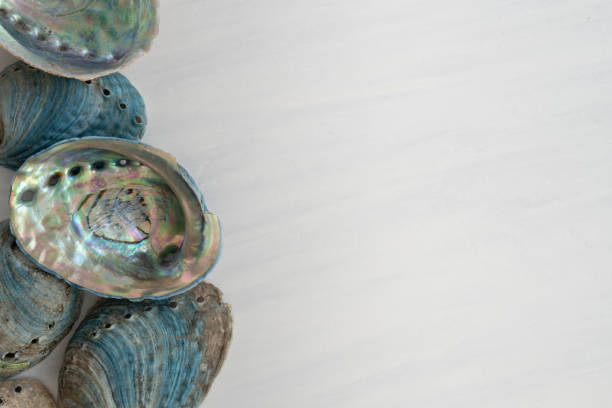 Collection of New Zealand Paua Abalone Shells from Above on White Wooden Background with Copy Space