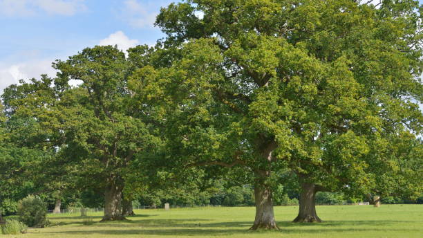 istock Oak Trees in a Green Field 1368676468