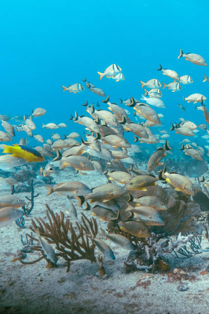 Underwater view with school fish in ocean. Sea life in transparent water stock photo