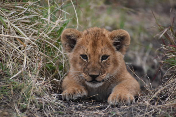 istock Curious African lion cub in the brush 1368677246