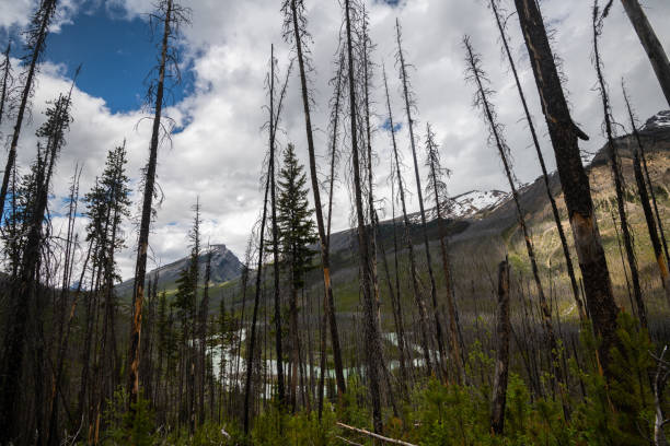 istock Canadian Rockies 1368678589