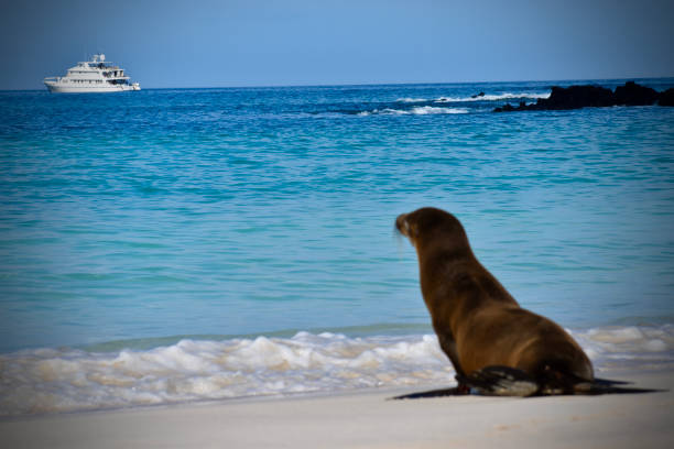 istock Galapagos Sea Lion looks longingly at sea 1368679694