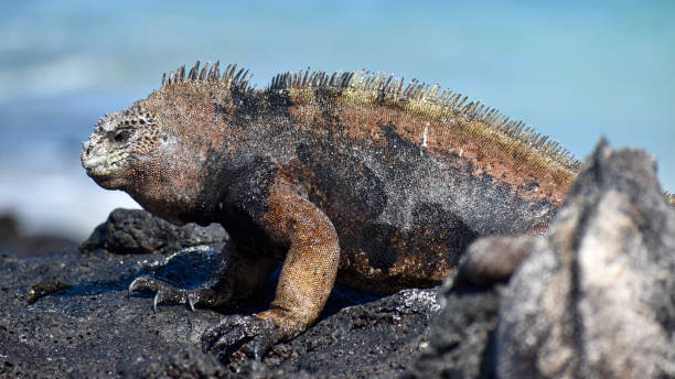 istock Marine Iguana male displaying 1368680272