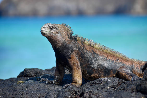 istock Marine Iguana male showing 1368680326