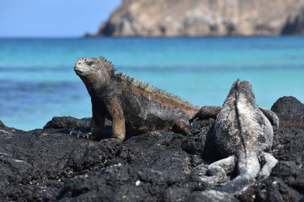 istock Marine Iguanas courting 1368680328