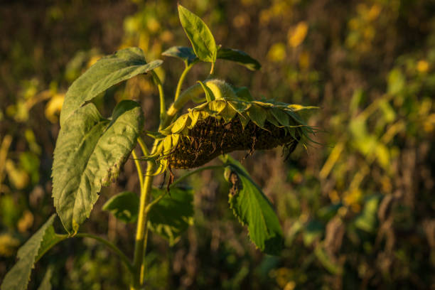 Closeup of a withered sunflower in a field