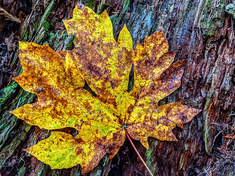 Closeup photo of a fallen maple leaf in late fall, lying on a rotting log covered with moss in a Pacific Northwest forest