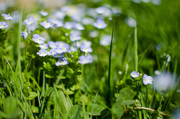 istock Little spring blue Veronica flowers bloom outdoors 1368681239